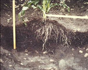 corn roots in soil