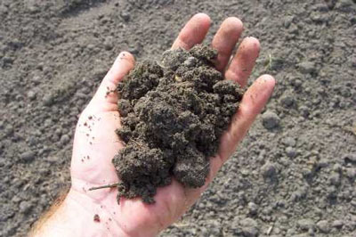 soil in a hand