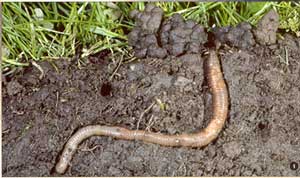 earthworm in the soil