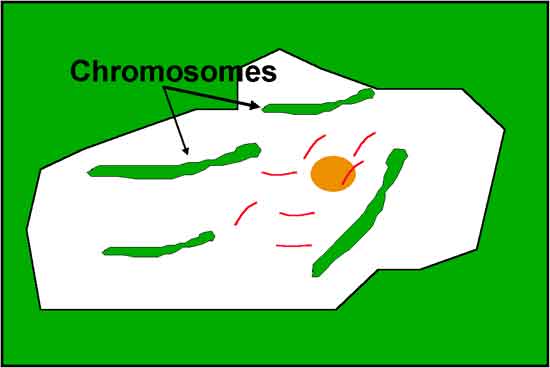 chromosome in a plant cell