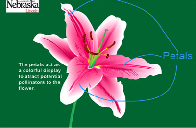 what does the petal do in a flower