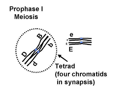 prophase 1
