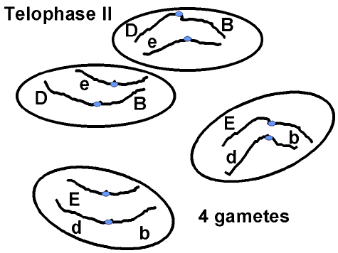 telophase 2 diagram